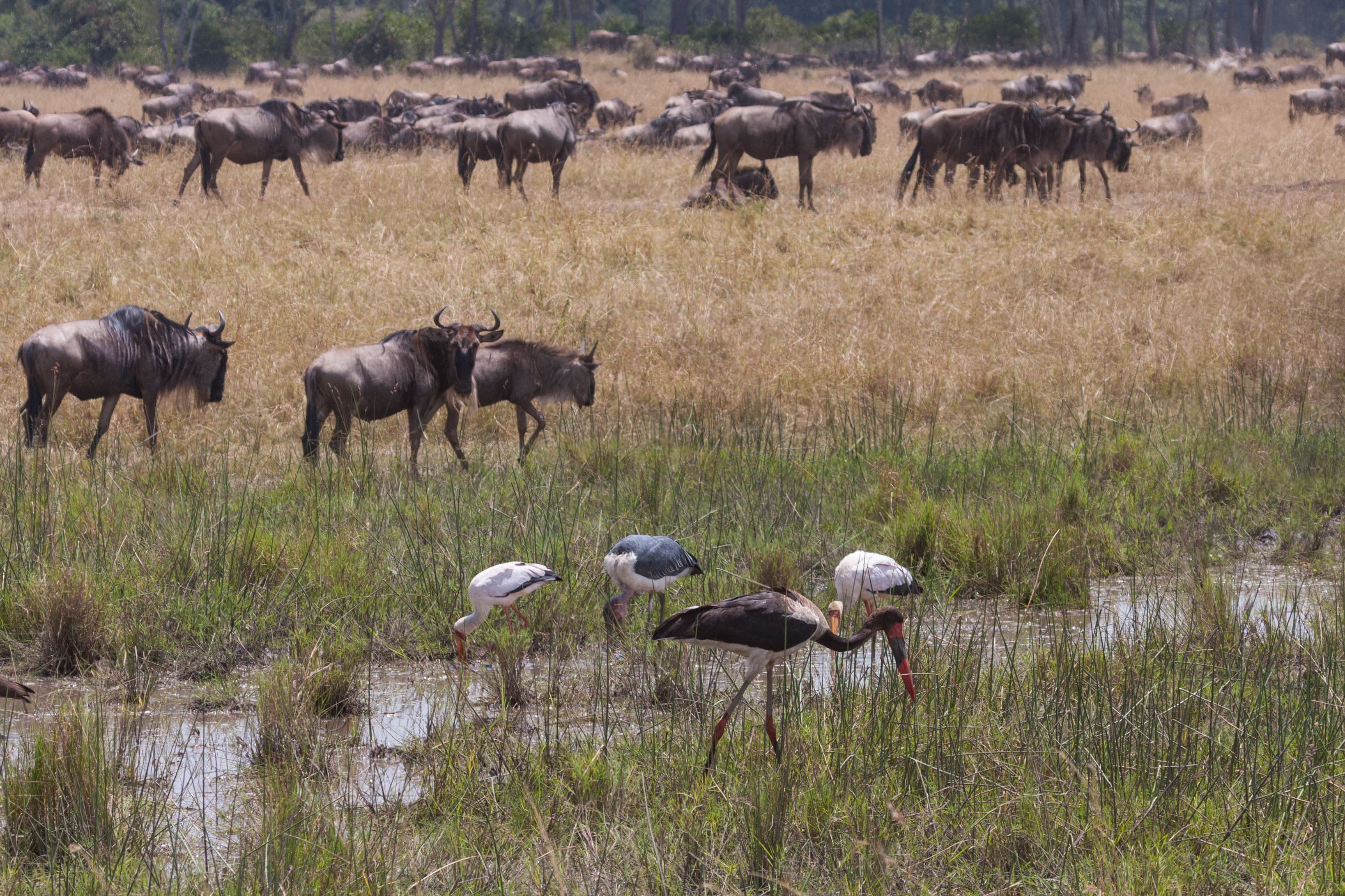 Day 5 — Lake Manyara to Ngorongoro Crater