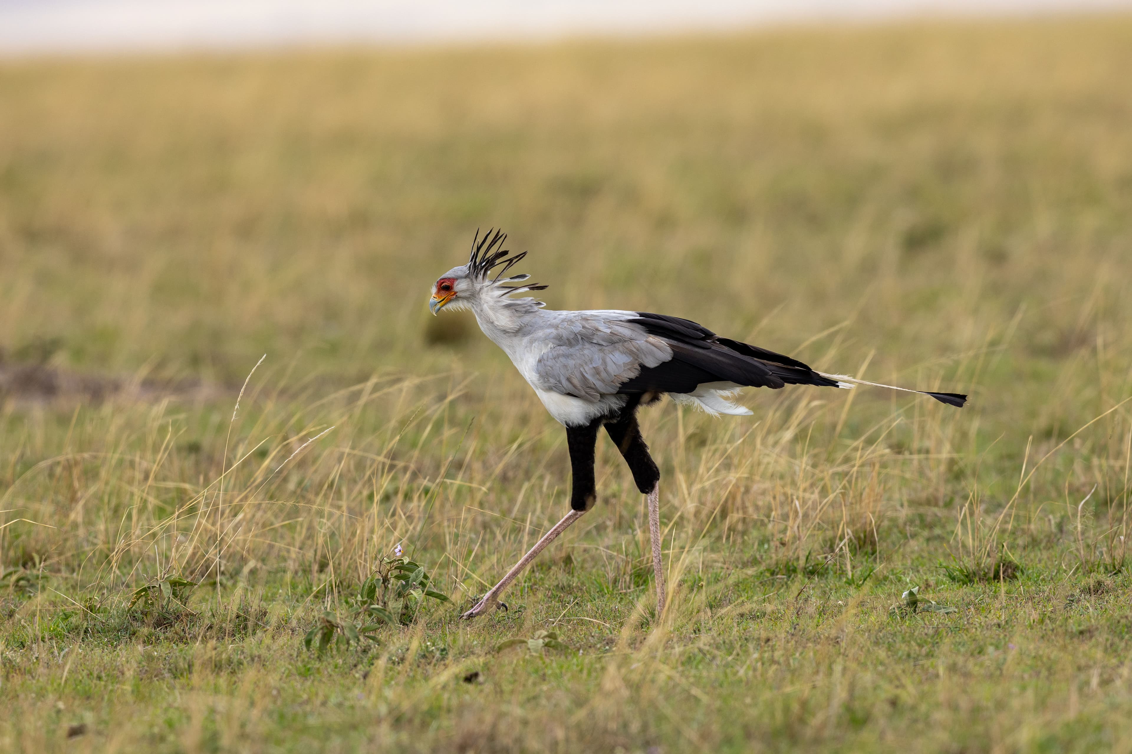 Day 2 — Tsavo East - Tsavo West