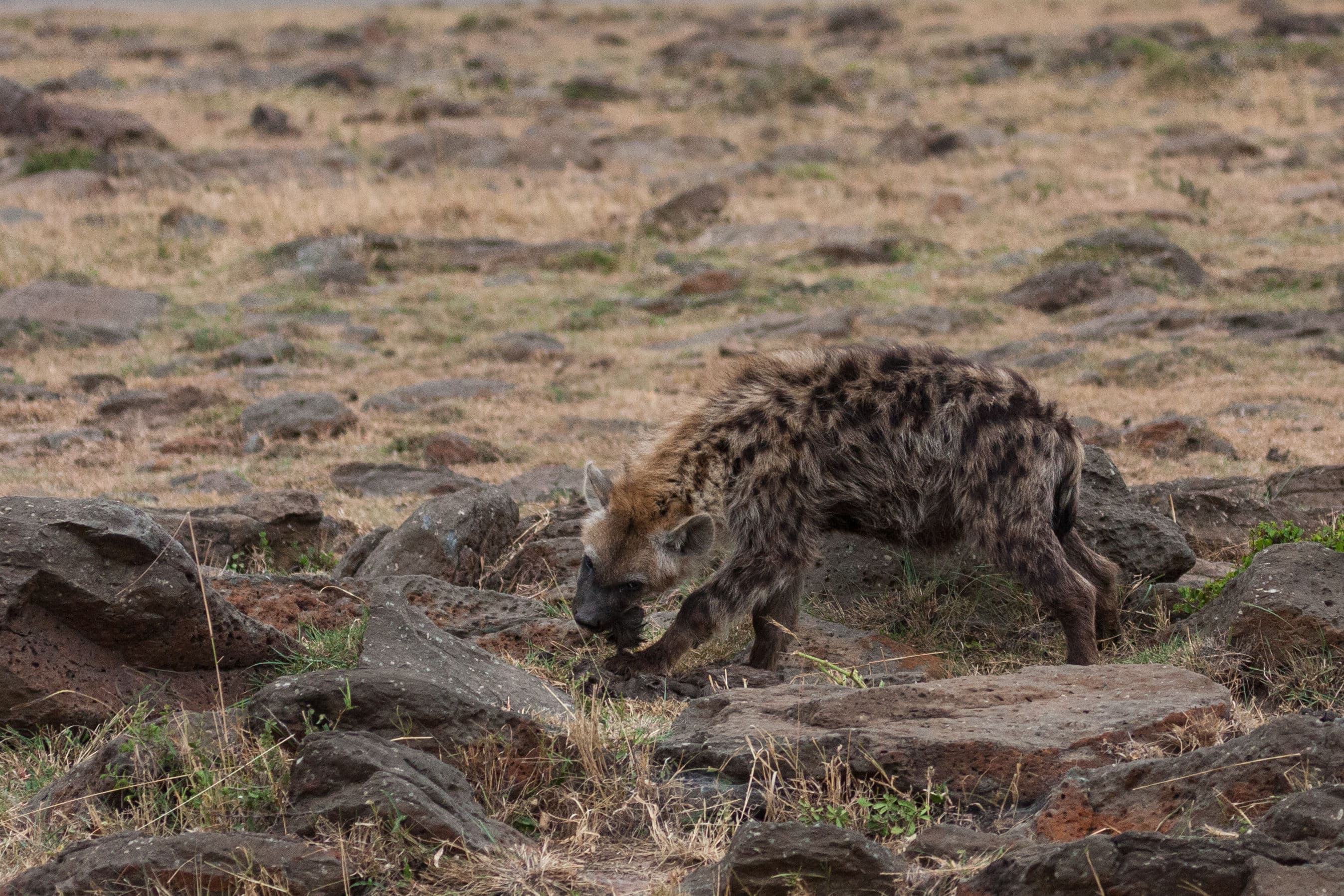 Day 5 — Amboseli to Arusha — Tanzania