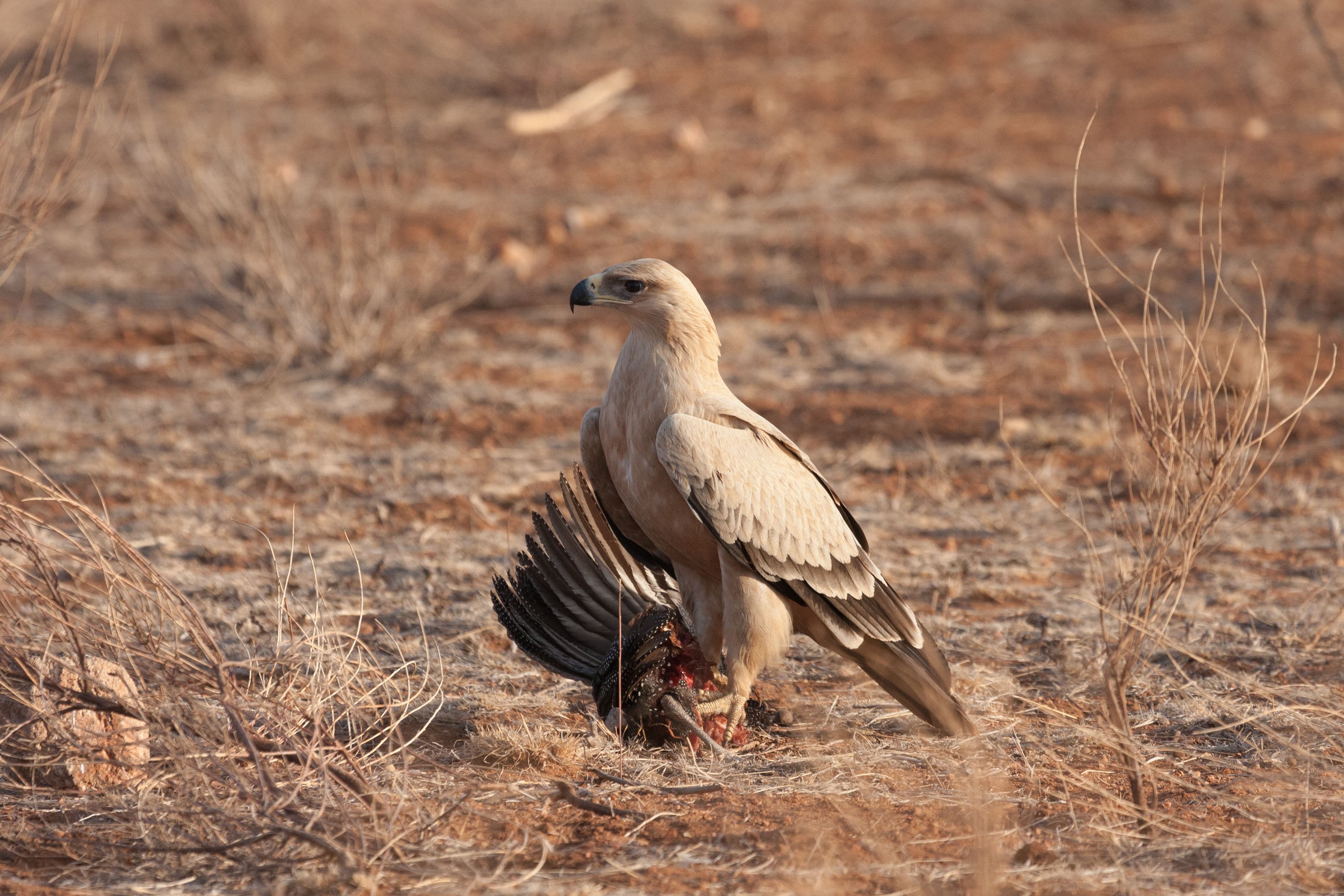 Samburu National Reserve