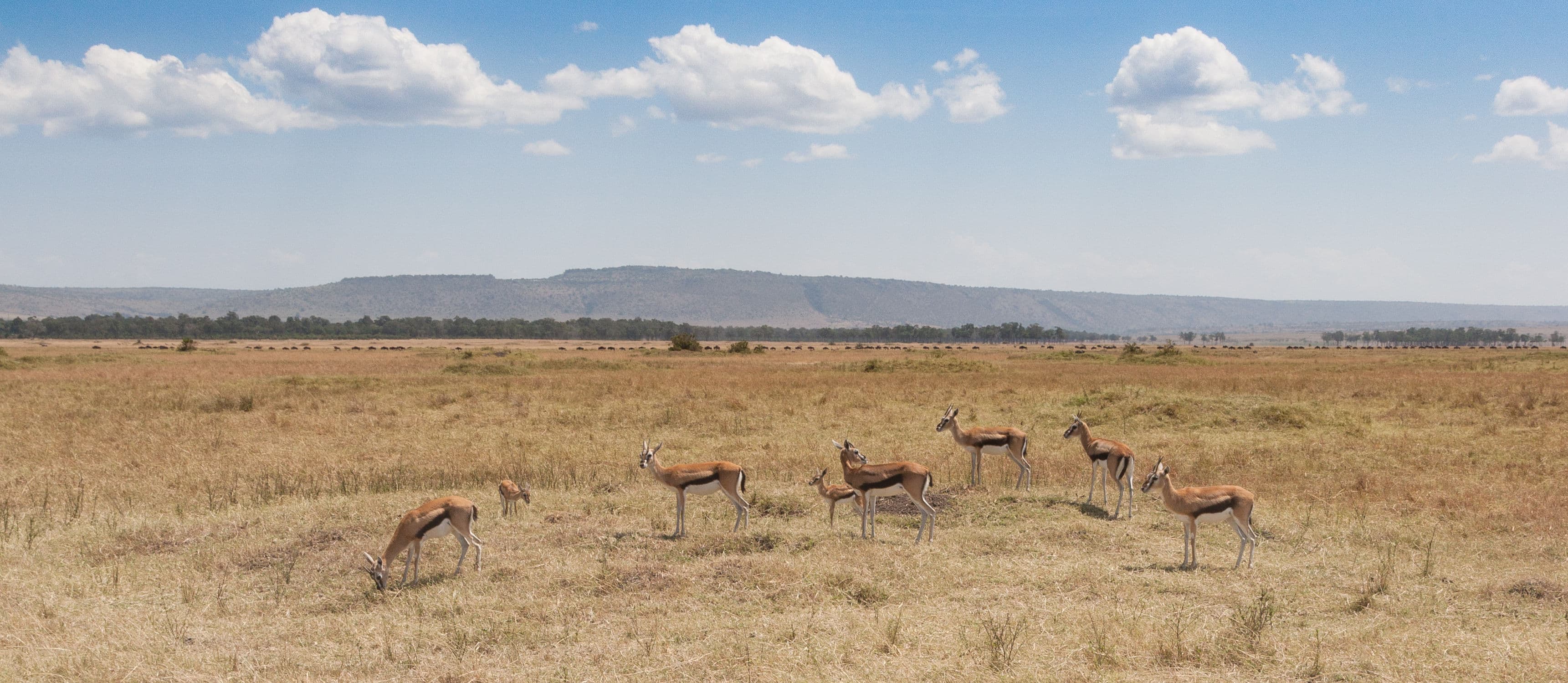 Day 2 — Full Day Amboseli Game Drives