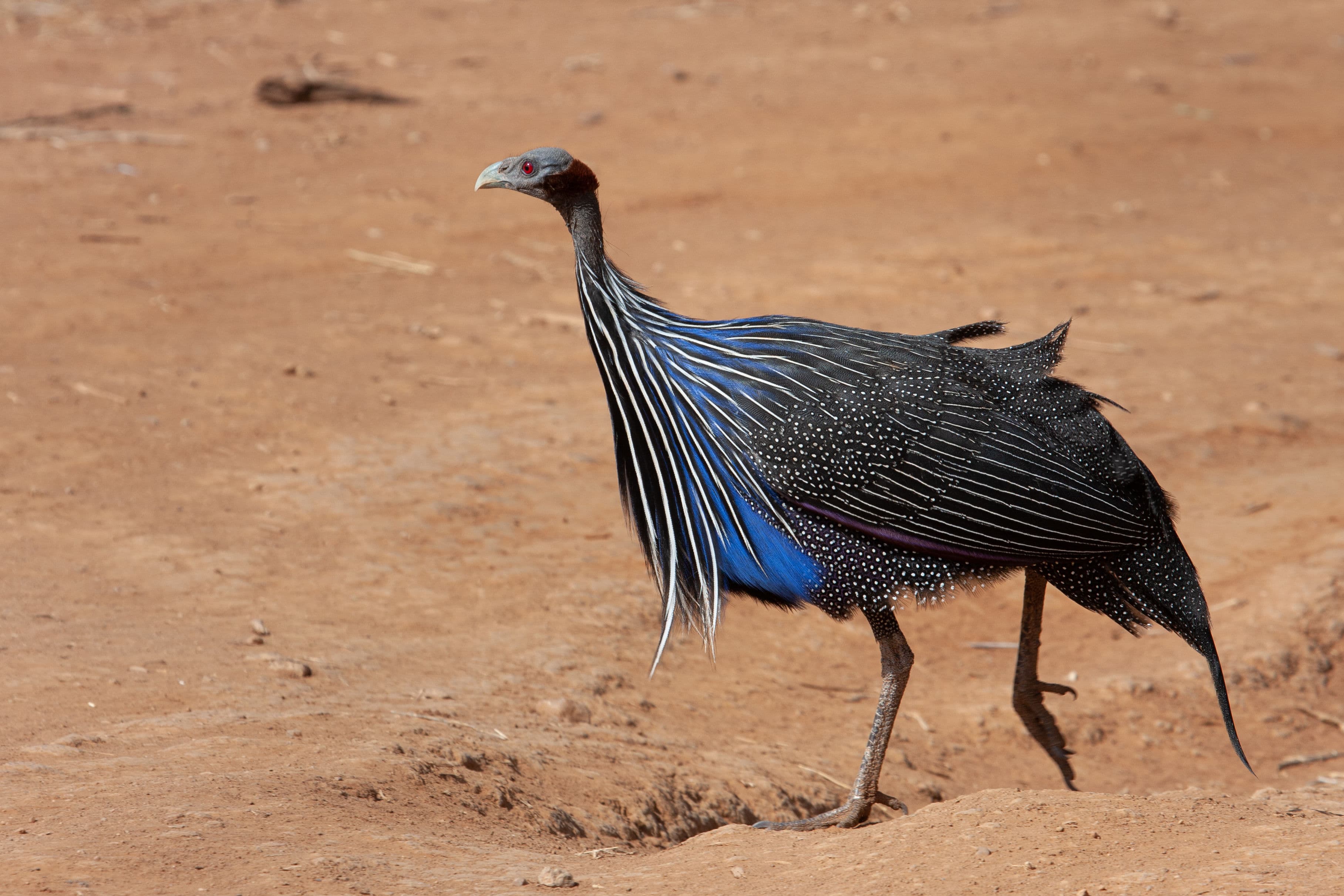 Day 4 — Full Day Aberdares — Karuru Falls, Moorlands & Forest Exploration