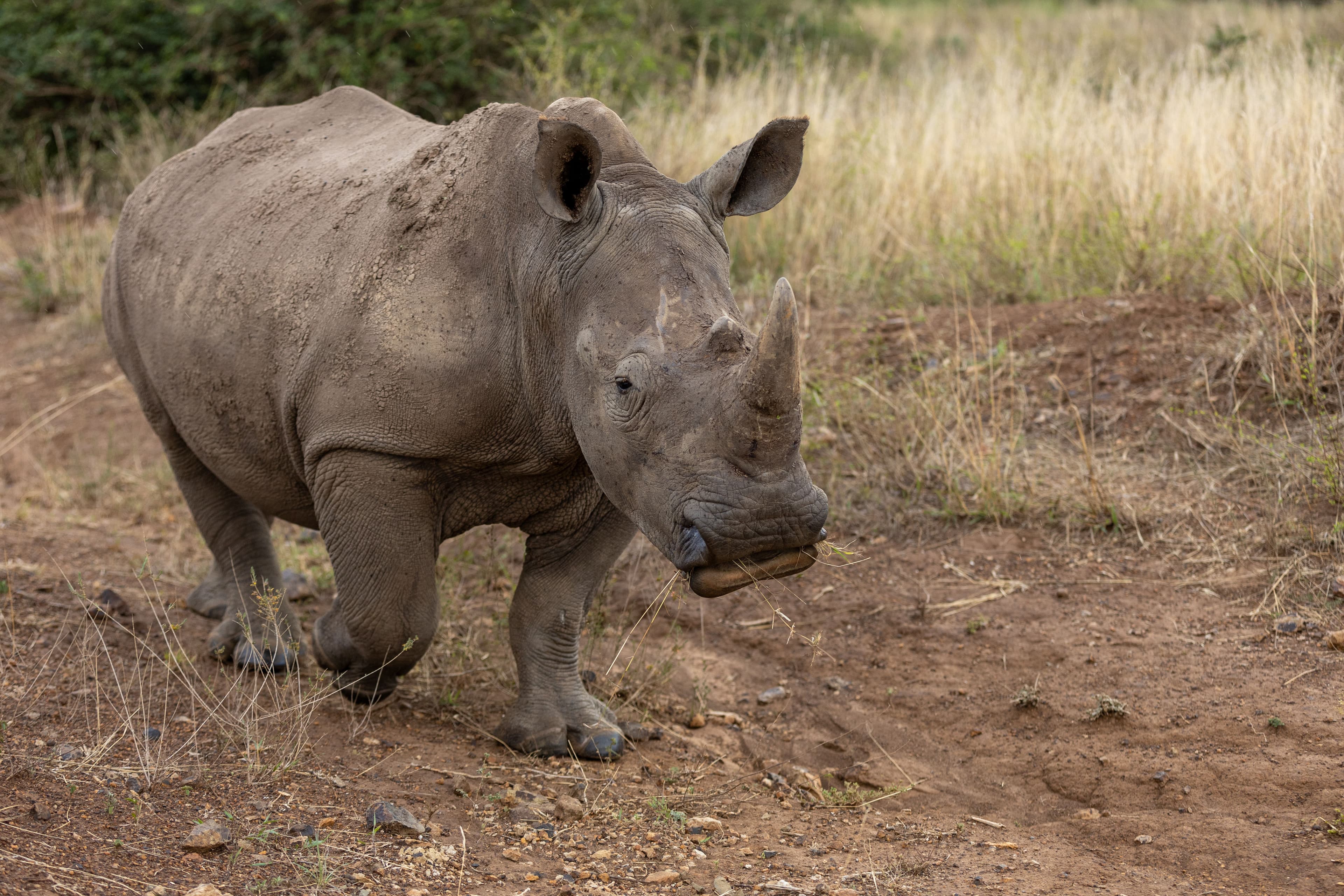 White rhinoceros in Nairobi National Park with city skyline