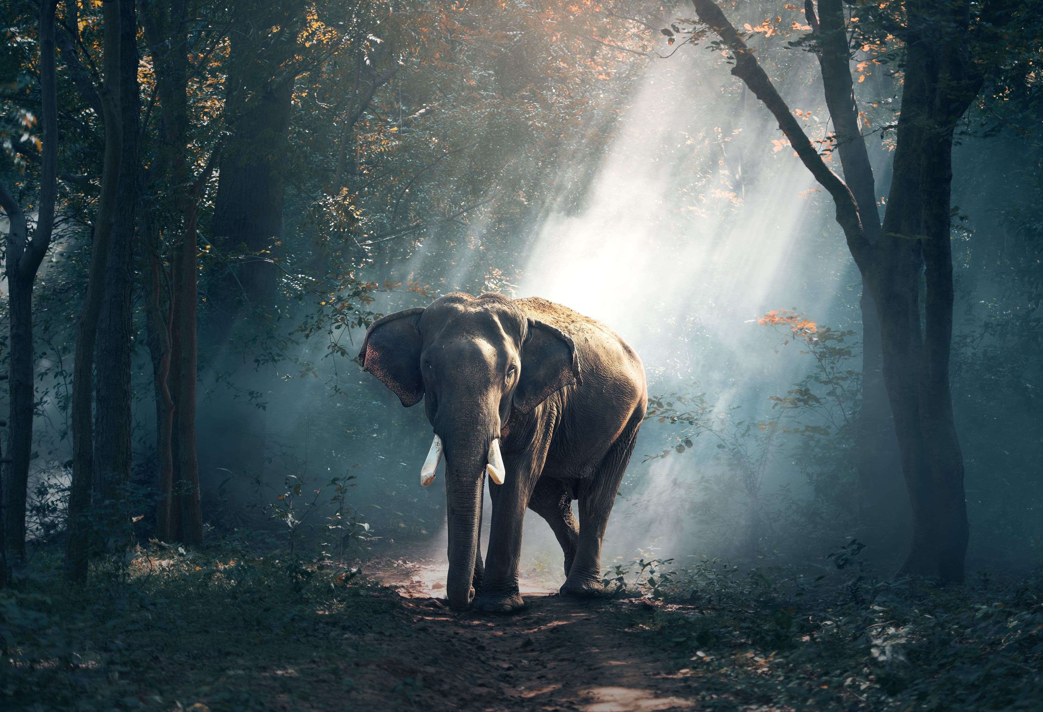 Day 2 — Full Day Meru — Rhino Sanctuary & Adamson's Falls