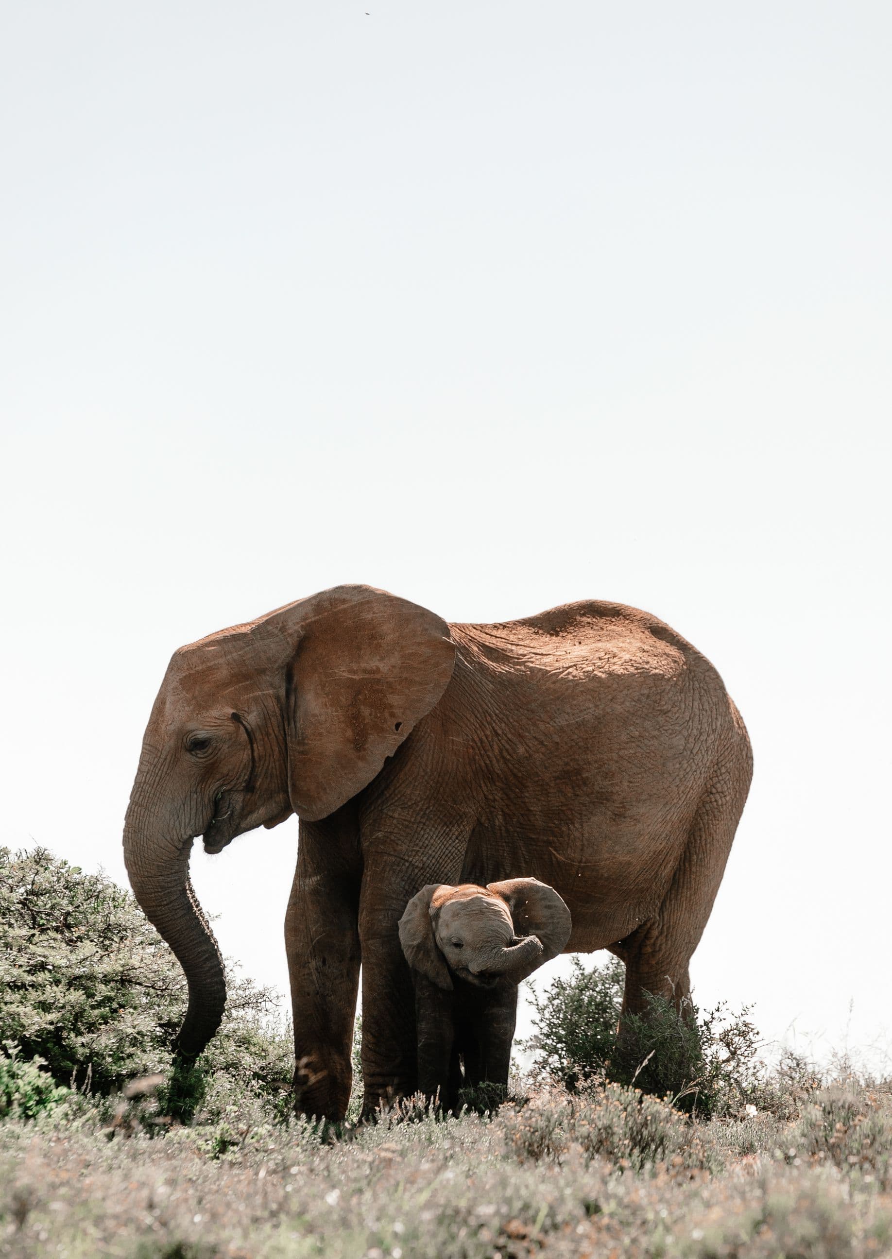 Day 6 — Ol Pejeta to Aberdare National Park — via Nanyuki & Nyeri (80 km, ~1.5 hrs)