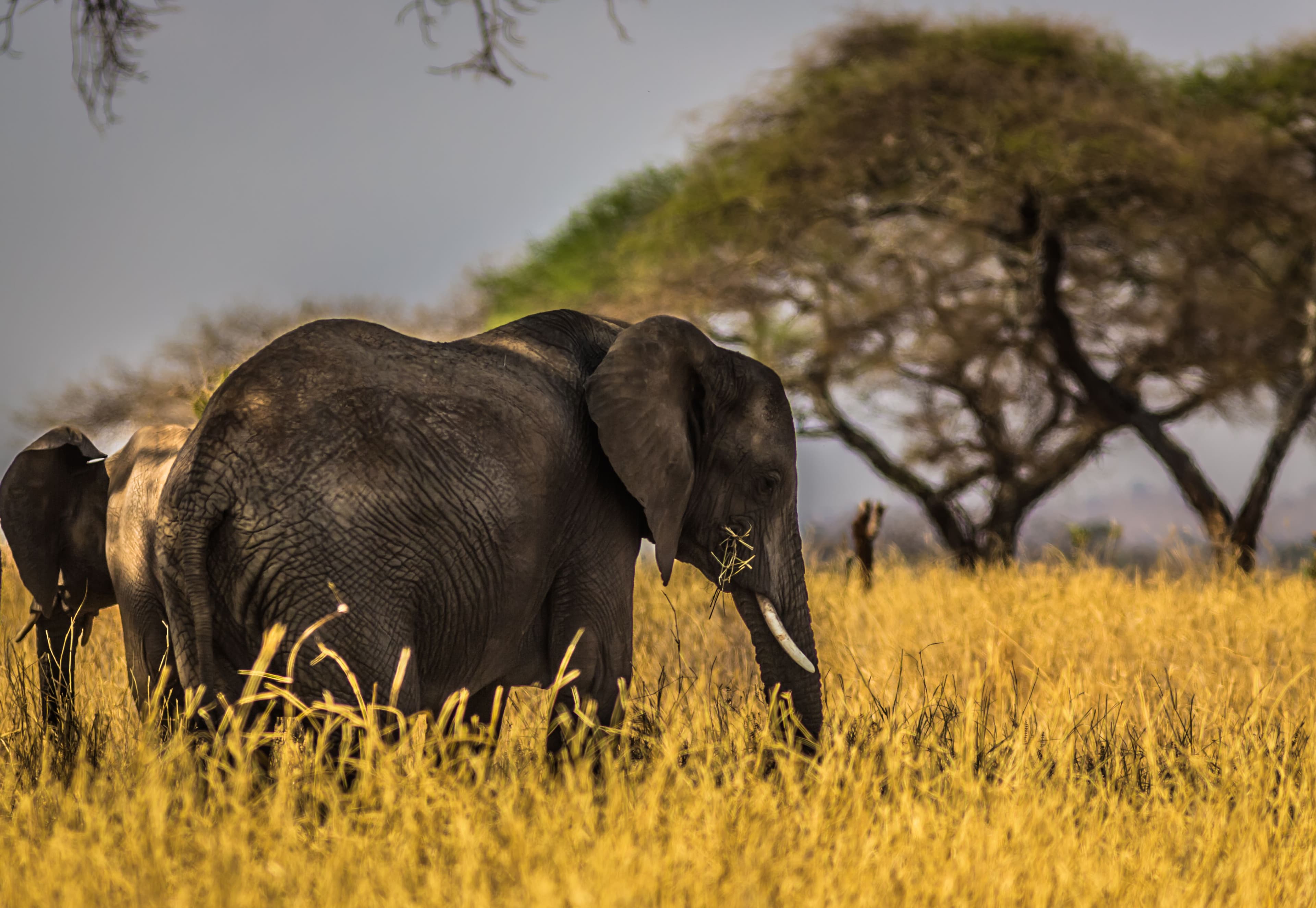 Day 3 — Meru Eastern Sector Game Drives — Born Free Country